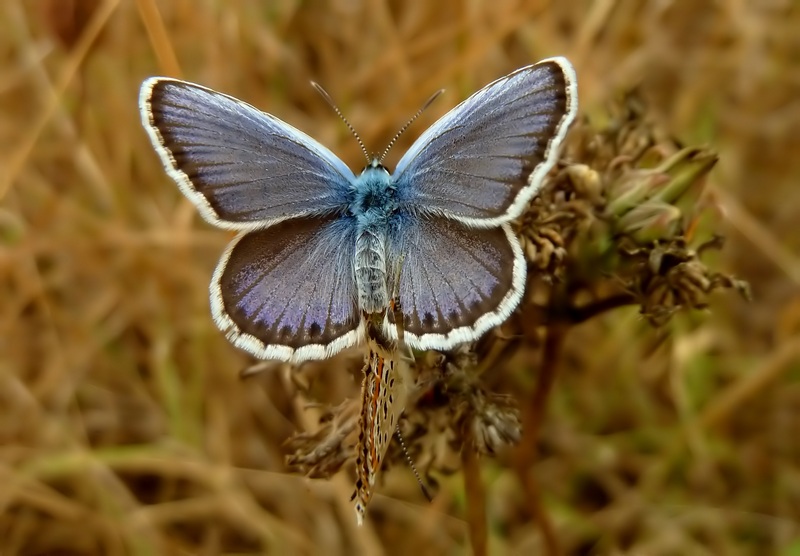 Farfalle di Settembre